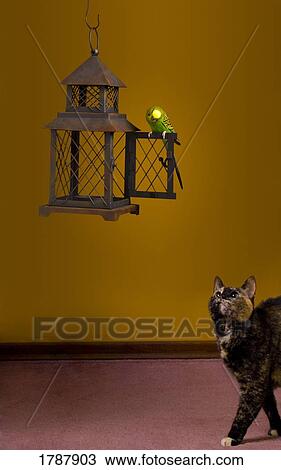 Cat eyeing Budgie View Large Photo Image Stock Image - Cat eyeing Budgie. Fotosearch