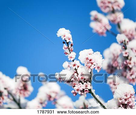 Cherry blossoms with fresh snow View Large Photo Image Stock Image - Cherry blossoms with fresh snow. Fotosearch