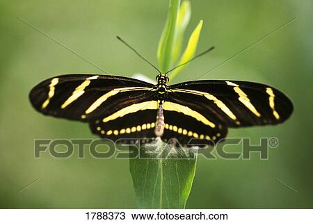 Close-up butterfly View Large Photo Image Stock Image - Close-up butterfly. Fotosearch
