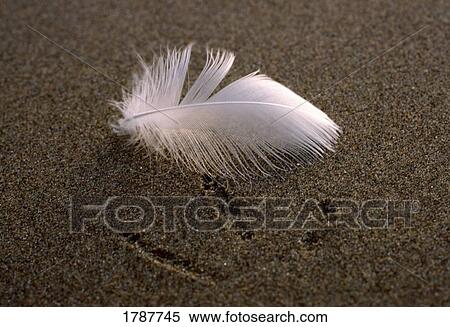 Stock Photography - Close-up of bird feather and track on wet sand. Fotosearch