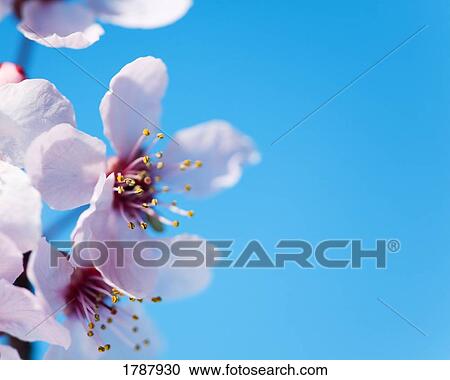 Close-up of cherry blossoms View Large Photo Image Stock Image - Close-up of cherry blossoms. Fotosearch