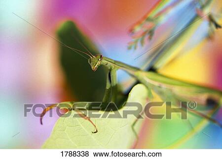 Close-up of praying mantis View Large Photo Image Stock Photo - Close-up of praying mantis. Fotosearch
