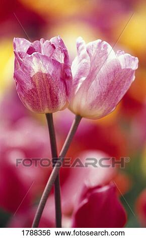 Stock Photograph - Close-up of tulips. Fotosearch