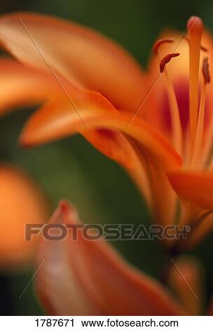 Stock Image - Close-up Tiger lily blossom. Fotosearch