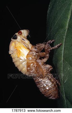 Closeup bug molting exoskeleton View Large Photo Image Stock Image - Closeup bug molting exoskeleton. Fotosearch