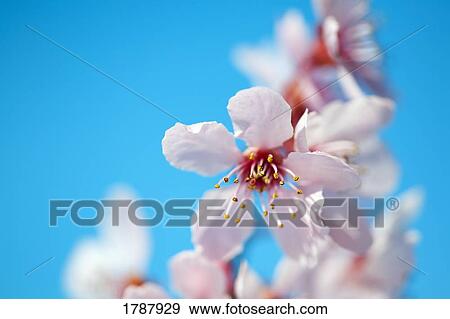Stock Photo - Closeup of a cherry blossom. Fotosearch