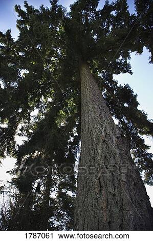 Stock Image - Coniferous tree. Fotosearch