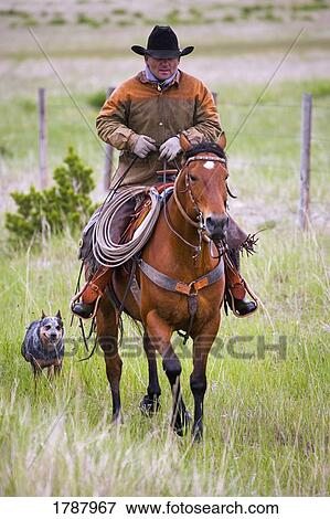 Cowboy Auf Pferd Stock Foto Fotosearch