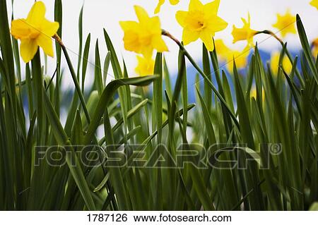 Stock Photograph - Daffodils. Fotosearch
