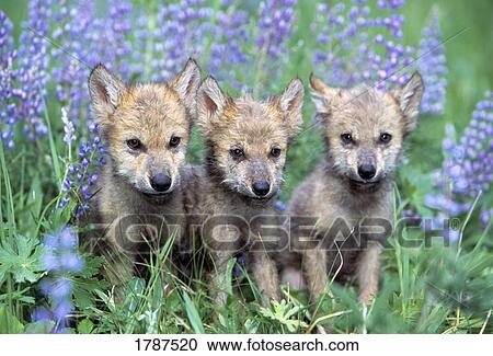 Drei Wolf Welpen Stock Bild Fotosearch