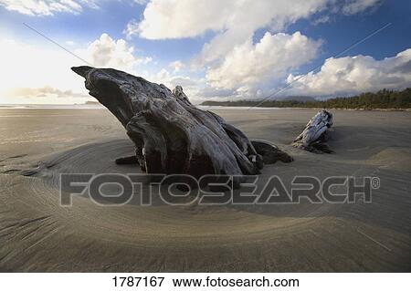 Stock Photo - Driftwood in the sand. Fotosearch