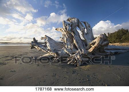 Stock Photo - Driftwood on a beach. Fotosearch