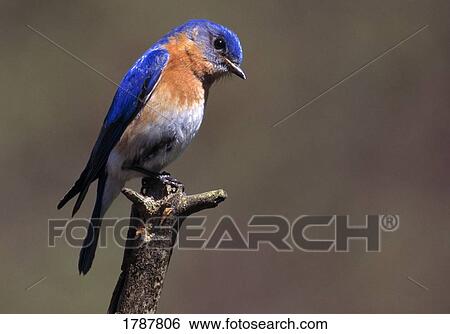 Stock Photograph - Eastern bluebird. Fotosearch