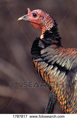 Eastern turkey tom View Large Photo Image Stock Photo - Eastern turkey tom. Fotosearch