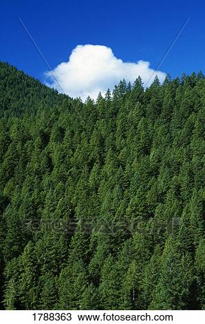 Stock Image - Evergreen forest. Fotosearch