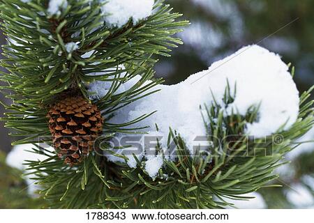 Stock Image - First snow on pine cone. Fotosearch