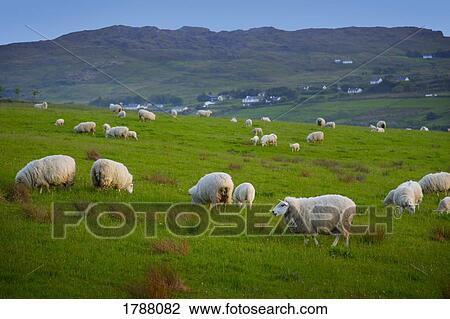 Flock of sheep View Large Photo Image Stock Image - Flock of sheep. Fotosearch