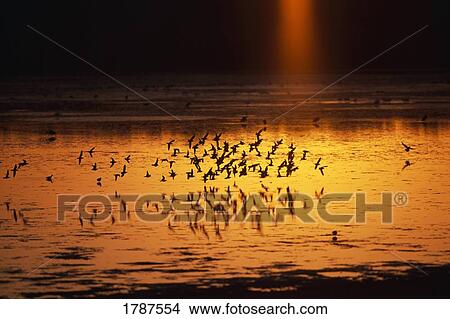 Flock of shorebirds at sunset View Large Photo Image Picture - Flock of shorebirds at sunset. Fotosearch