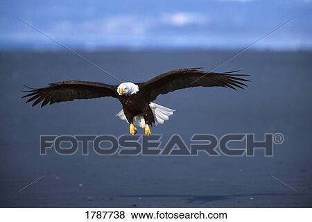 Flying bald eagle View Large Photo Image Stock Photo - Flying bald eagle. Fotosearch