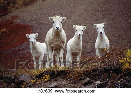 Stock Photo - Four Dall sheep. Fotosearch