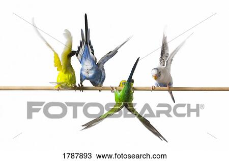 Four perched budgies View Large Photo Image Stock Image - Four perched budgies. Fotosearch