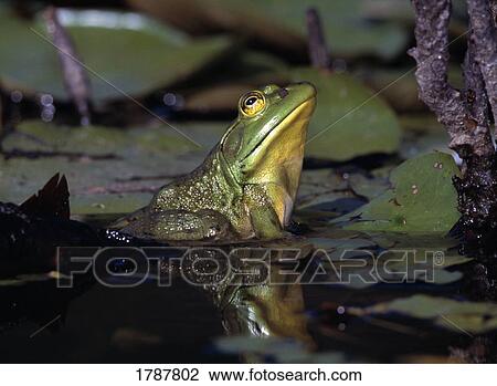 Frog in a pond View Large Photo Image Stock Image - Frog in a pond. Fotosearch