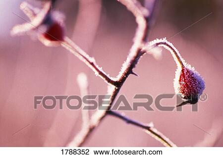Stock Image - Frost on bushes. Fotosearch