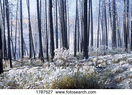 Frosted forest View Large Photo Image Stock Photo - Frosted forest. Fotosearch