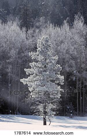 Frosted ponderosa pine View Large Photo Image Picture - Frosted ponderosa pine. Fotosearch