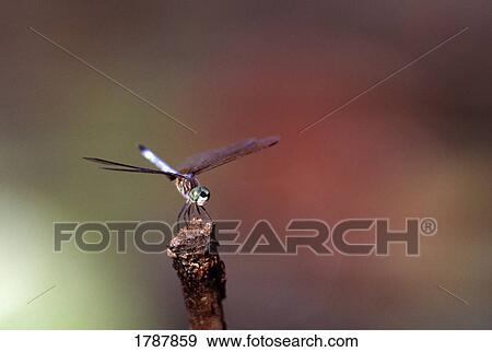 Green darner dragonfly View Large Photo Image Stock Photo - Green darner dragonfly . Fotosearch