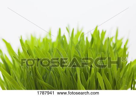 Green grass against white background View Large Photo Image Stock Image - Green grass against white background. Fotosearch