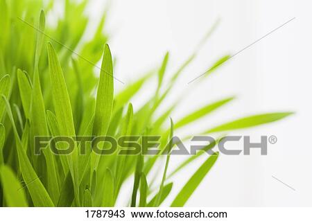 Green grass against white background View Large Photo Image Stock Image - Green grass against white background. Fotosearch