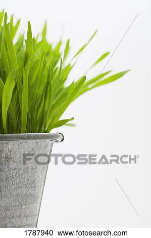 Green grass in a pot View Large Photo Image Stock Image - Green grass in a pot. Fotosearch