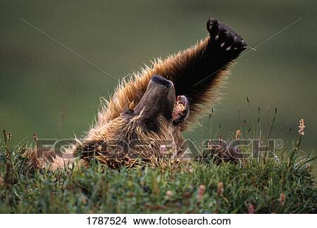 Grizzly bear lying on back View Large Photo Image Picture - Grizzly bear lying on back. Fotosearch