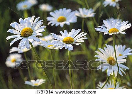 Group of daisies View Large Photo Image Picture - Group of daisies. Fotosearch