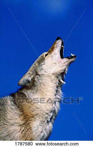 Howling Coyote View Large Photo Image Stock Image - Howling Coyote. Fotosearch