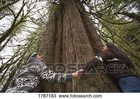 joining hands around redwood tree joining hands around redwood tree