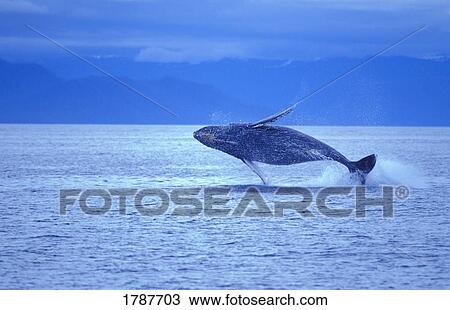 Humpback whale breach View Large Photo Image Stock Image - Humpback whale breach. Fotosearch