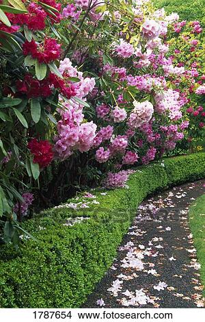 Picture - Japanese garden path with rhododendron flowers in bloom. Fotosearch