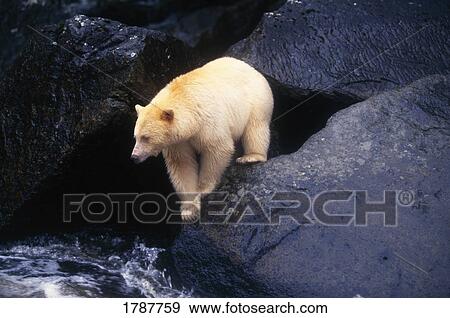 Stock Photo - Kermode bear on boulder hunting salmon. Fotosearch