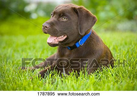 Stock Photography - Labrador Retriever Puppy. Fotosearch