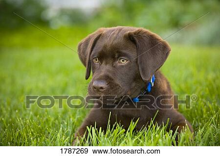 Labrador Retriever View Large Photo Image Stock Photo - Labrador Retriever. Fotosearch