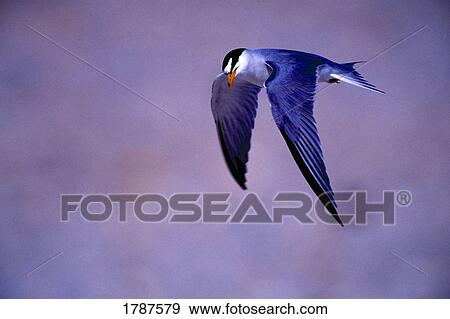 Stock Photograph - Least tern in flight. Fotosearch - Search Stock Photography, Posters, Pictures, and Photo Clipart Images