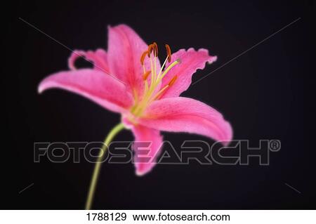 Lily against black background View Large Photo Image Stock Photo - Lily against black background. Fotosearch