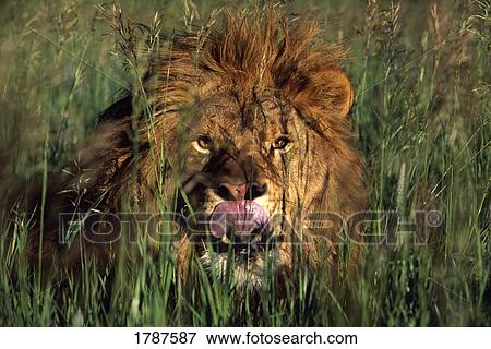 Stock Photo - Male lion licking lips. Fotosearch