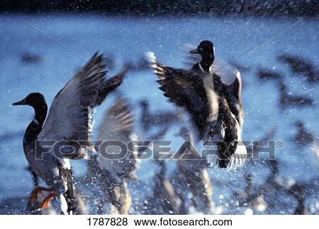 Stock Photo - Mallard drakes in motion. Fotosearch