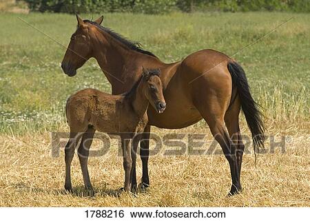 Stock Photograph - Mare with Foal. Fotosearch