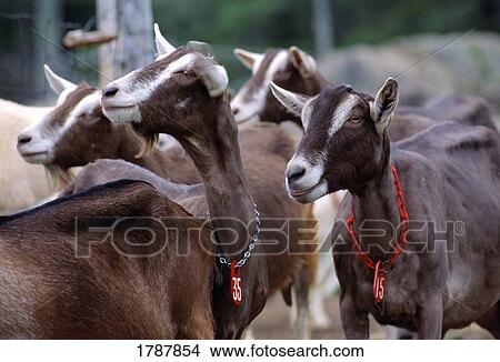 Picture - Milking goats. Fotosearch