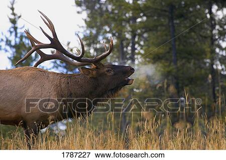 Moose View Large Photo Image Stock Photo - Moose. Fotosearch
