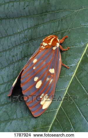 Moth on a leaf View Large Photo Image Picture - Moth on a leaf. Fotosearch